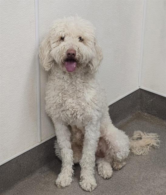GEORGETTE - Poodle (Standard) available for adoption