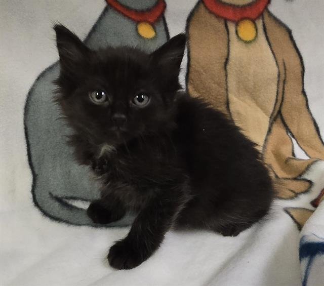 STITCH - Domestic Medium Hair available for adoption