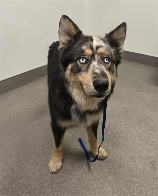 NAPOLEON - German Shepherd Dog / Australian Shepherd available for adoption