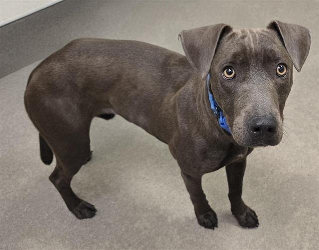 CHANCE - Pit Bull Terrier available for adoption