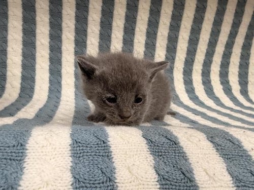 SMALLS - Domestic Short Hair available for adoption