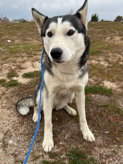 SKY - Siberian Husky available for adoption
