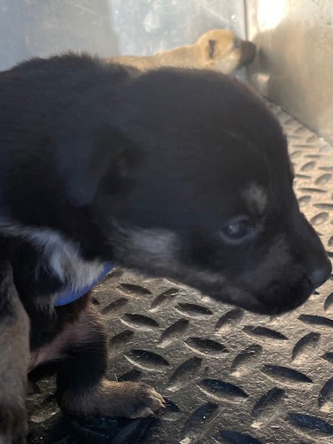 A122858 - Belgian Shepherd Malinois available for adoption