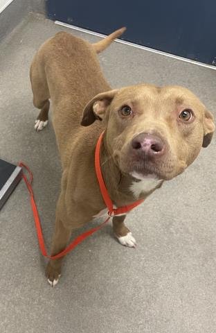 WOODY - Pit Bull Terrier available for adoption