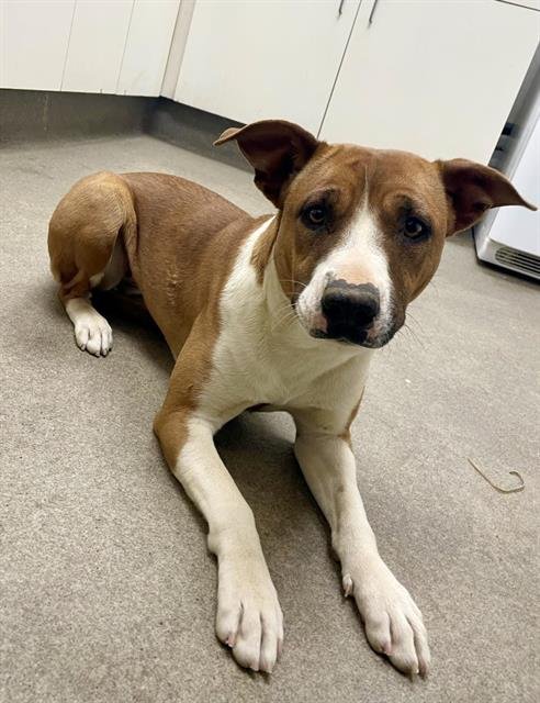 PENNY - Pit Bull Terrier available for adoption