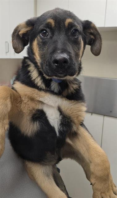 ZACH - German Shepherd Dog available for adoption
