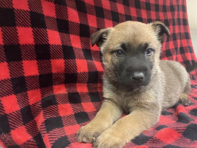 A122235 - German Shepherd Dog available for adoption