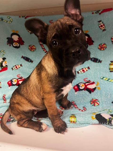 SWEETPEA - French Bulldog / German Shepherd Dog available for adoption