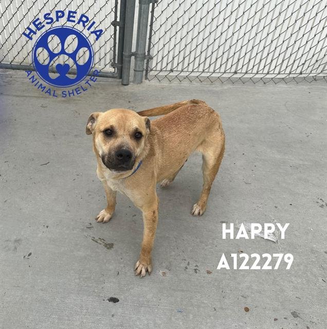 HAPPY (RESCUE ONLY) - Pit Bull Terrier available for adoption