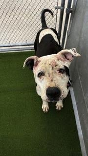 DAFNE - Pit Bull Terrier available for adoption