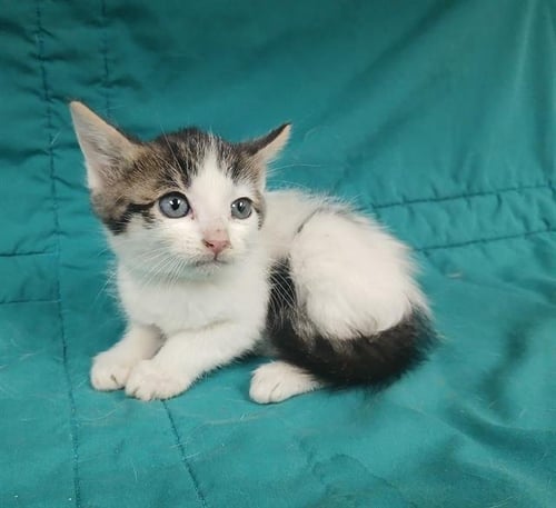 A125111 - Domestic Medium Hair available for adoption