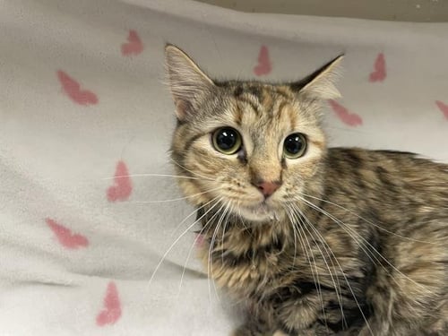 BERNADETTE (RESCUE ONLY) - Domestic Medium Hair available for adoption