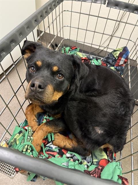 CHOP - Rottweiler available for adoption