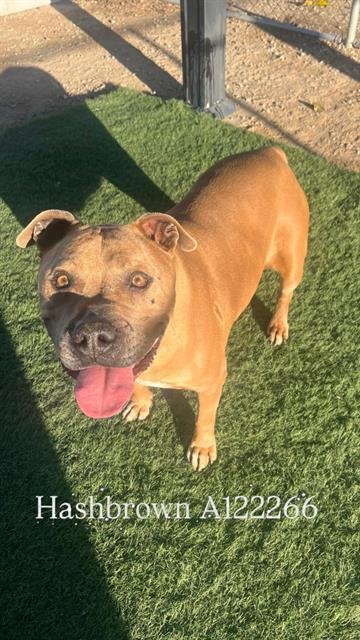 HASHBROWN - Staffordshire Bull Terrier / Mastiff available for adoption
