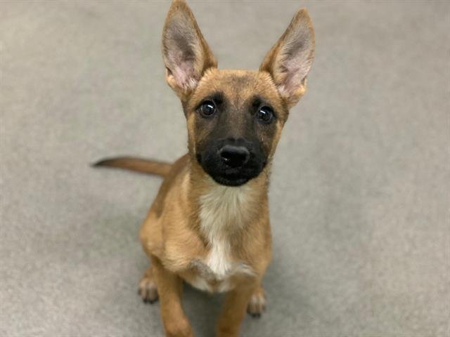 NOVA - Belgian Shepherd Malinois available for adoption