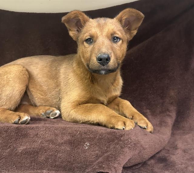 CLARIBEL - German Shepherd Dog available for adoption