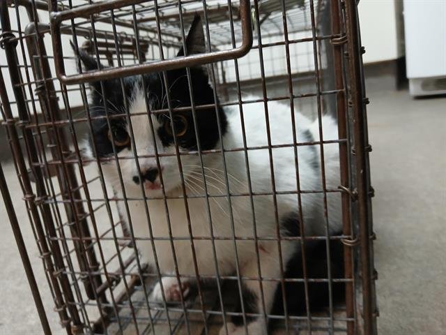 (RESCUE ONLY) - Domestic Short Hair available for adoption