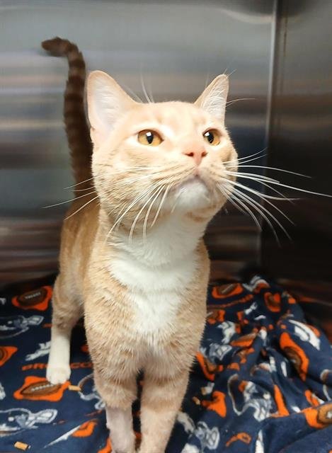 MARCO - Domestic Short Hair available for adoption