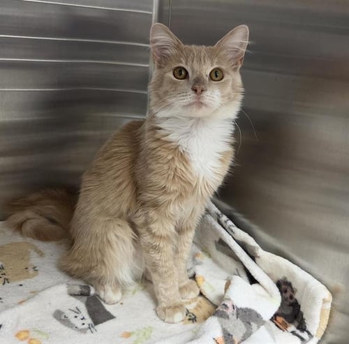 ZIGGY STARDUST - Domestic Medium Hair available for adoption