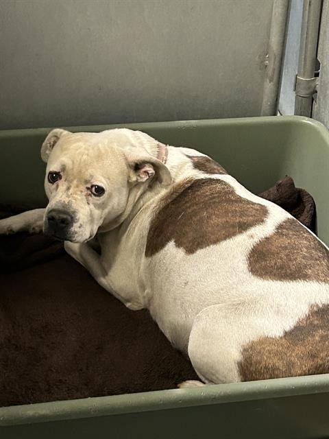 (RESCUE ONLY) SADY Image
