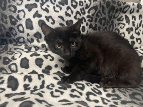 PARIS - Domestic Short Hair available for adoption