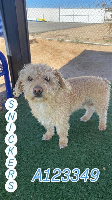 SNICKERS - Poodle (Miniature) available for adoption