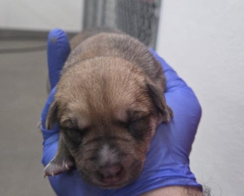 CAULIFLOWER - German Shepherd Dog available for adoption