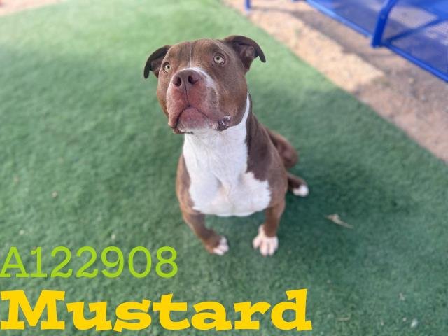 MUSTARD - Pit Bull Terrier available for adoption