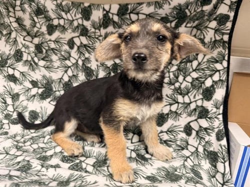 BUTTONS - Cairn Terrier available for adoption