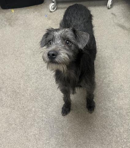 CHESTER - Wirehaired Fox Terrier available for adoption