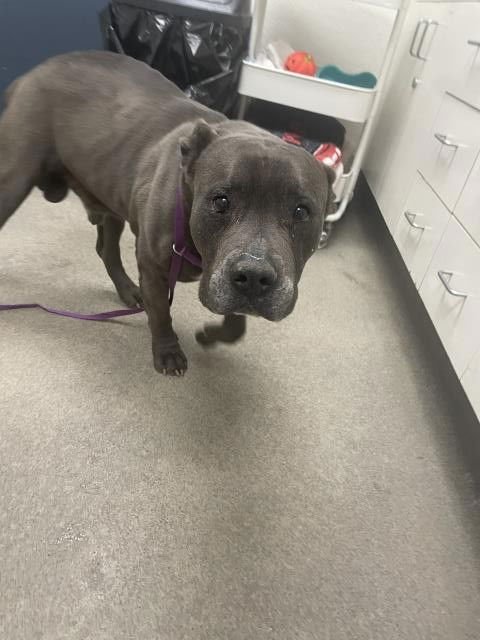 DENVER - Pit Bull Terrier available for adoption