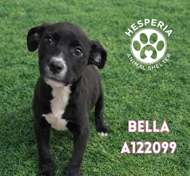 BELLA - Labrador Retriever available for adoption