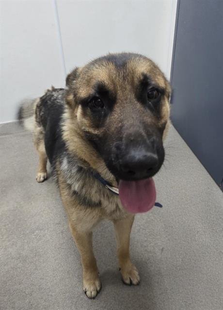 BEAR - German Shepherd Dog available for adoption
