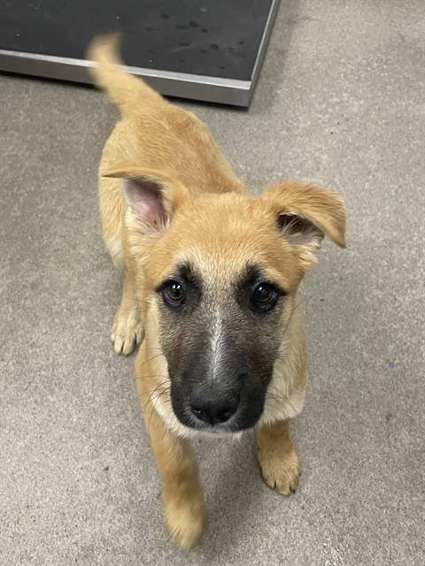 RIBEYE - Belgian Shepherd Malinois available for adoption