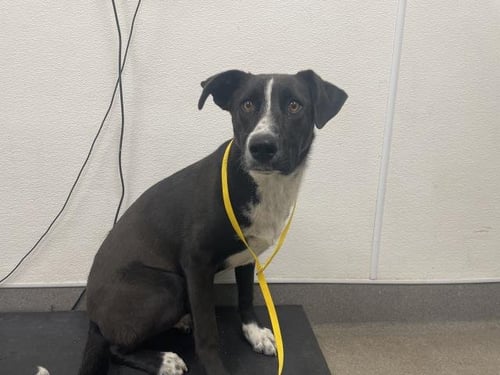 SYLVIE - Border Collie available for adoption