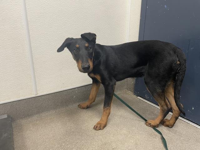 MAX - Doberman Pinscher available for adoption