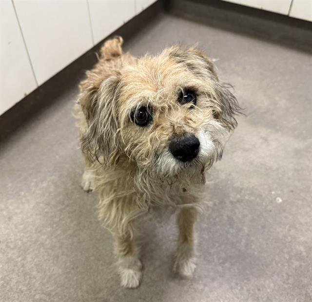 TODD - Miniature Schnauzer available for adoption
