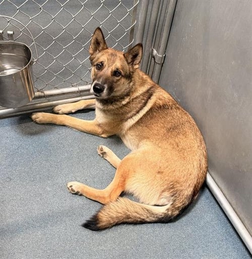 A123781 - German Shepherd Dog available for adoption