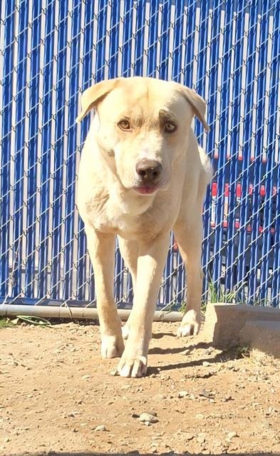 BEN - Labrador Retriever available for adoption