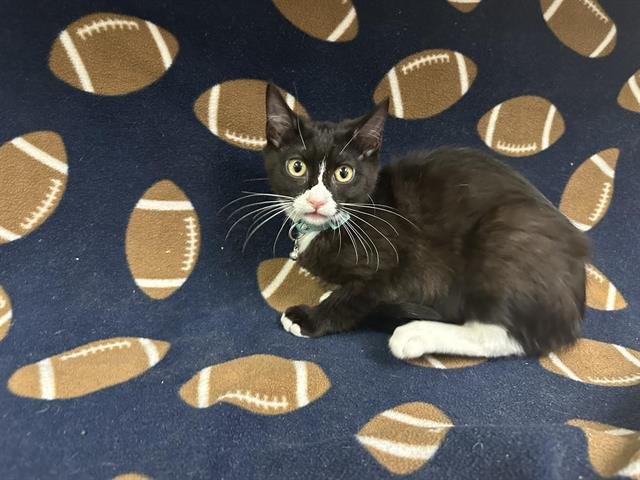 STORMY - Domestic Short Hair available for adoption