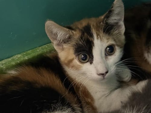 MAYHEM - Domestic Medium Hair for adoption in Victorville
