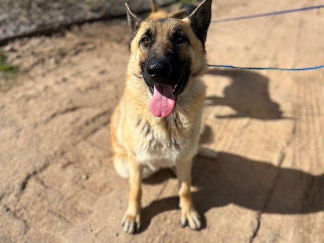COURAGE - German Shepherd Dog available for adoption