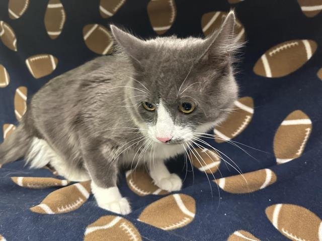 LINCOLN - Domestic Medium Hair available for adoption