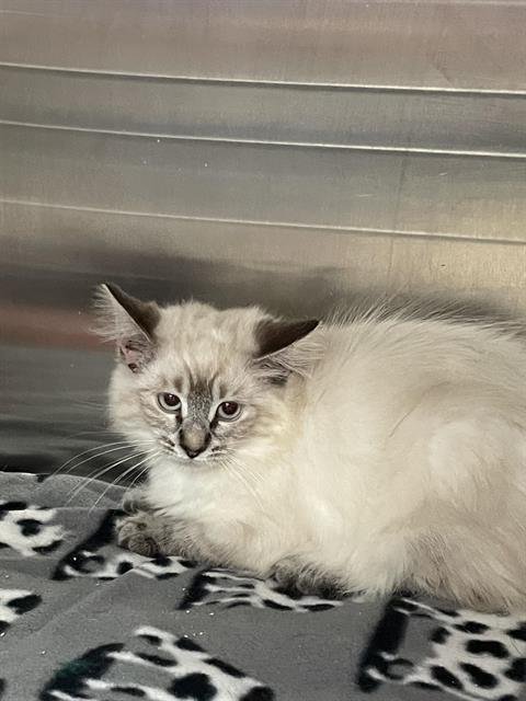 SASHA - Domestic Medium Hair available for adoption