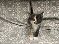 BOO (RESCUE ONLY) - Photo 1