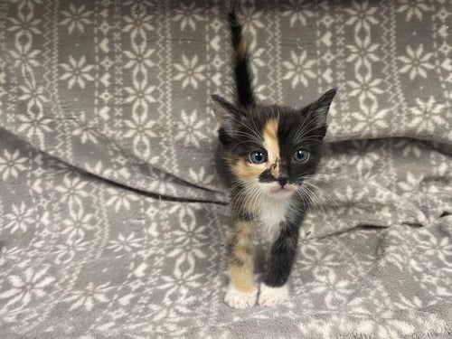 BOO (RESCUE ONLY) - Domestic Short Hair available for adoption