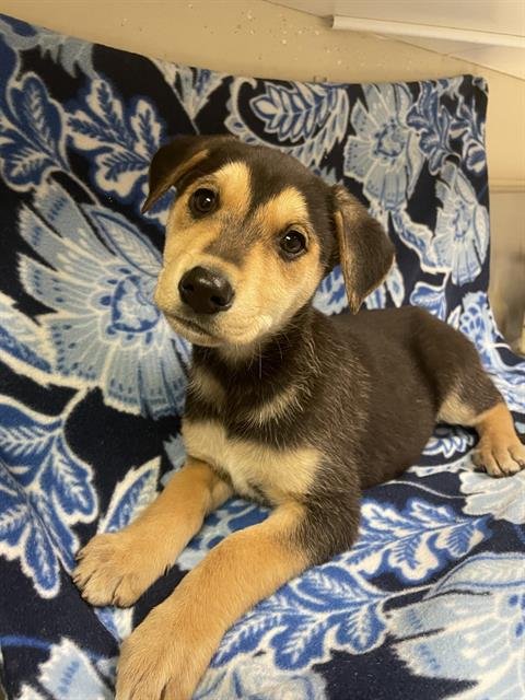 HANNAH MONTANA - German Shepherd Dog available for adoption