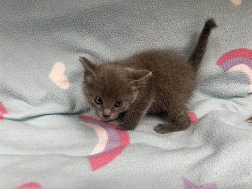 SKIMMER - Domestic Short Hair available for adoption