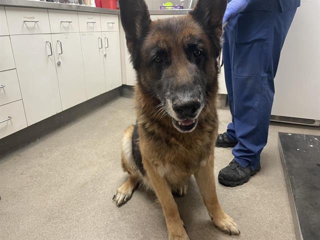 ARCHIE - German Shepherd Dog available for adoption