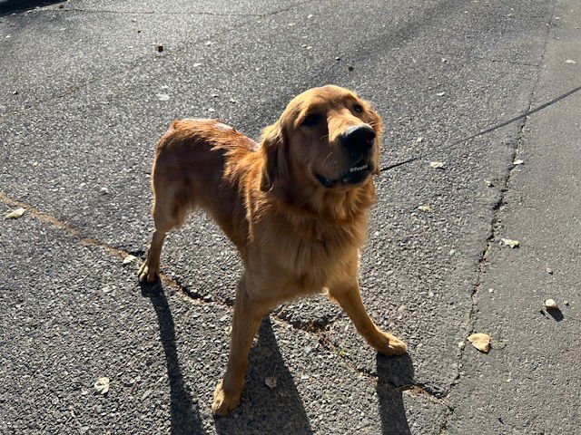 MONTY (RESCUE ONLY) - Golden Retriever available for adoption